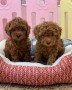 maltipoo-small-0