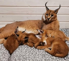 Hermosos gatitos caracal