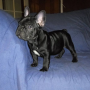 regalo-cachorro-de-bulldog-frances-para-adopcion-small-0