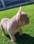 regalo-cachorro-de-bulldog-francespara-adopcion-small-0