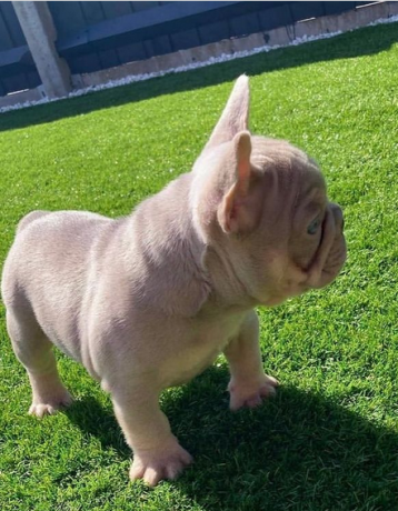 regalo-cachorro-de-bulldog-francespara-adopcion-big-0