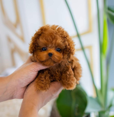 Regalo cachorro de caniche en adopcion