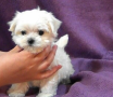 regalo-cachorro-de-bichon-maltes-mini-toy-para-adopcion-small-0