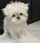 regalo-cachorro-de-bichon-maltes-mini-small-0