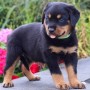 regalo-cachorro-de-rottweiler-para-adopcion-small-0