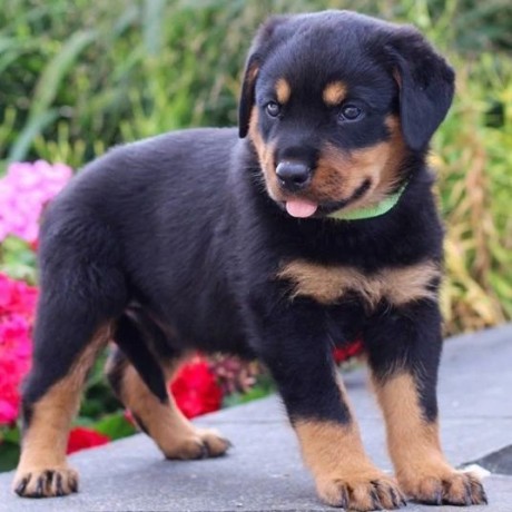 regalo-cachorro-de-rottweiler-para-adopcion-big-0