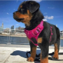 regalo-cachorro-de-rottweiler-para-adopcion-small-0