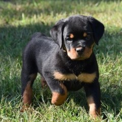 REGALO CACHORRO DE ROTTWEILER PARA ADOPCION