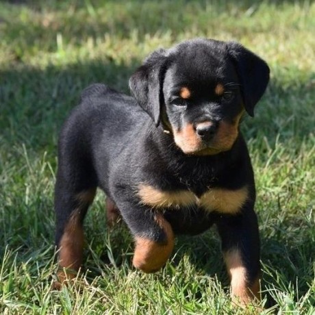 regalo-cachorro-de-rottweiler-para-adopcion-big-0