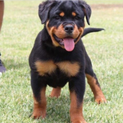 REGALO CACHORRO DE ROTTWEILER PARA ADOPCION