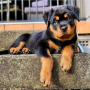 regalo-cachorro-de-rottweiler-para-adopcion-small-0