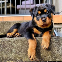 REGALO CACHORRO DE ROTTWEILER PARA ADOPCION