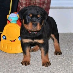 REGALO CACHORRO DE ROTTWEILER PARA ADOPCION