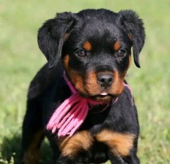 REGALO CACHORRO DE ROTTWEILER PARA ADOPCION