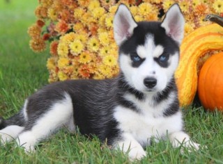 Husky Siberiano para su adopcion