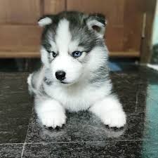 Husky Siberiano para su adopcion