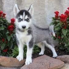 Husky Siberiano para su adopcion