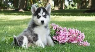 Husky Siberiano para su adopcion