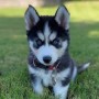 husky-siberiano-para-su-adopcion-small-0