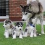 husky-siberiano-para-su-adopcion-small-0