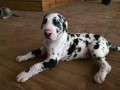 gran-danes-muy-lindos-en-adopcion-small-0