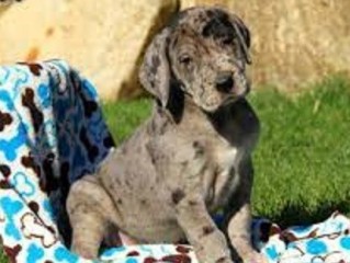 Gran Danes muy lindos en adopcion