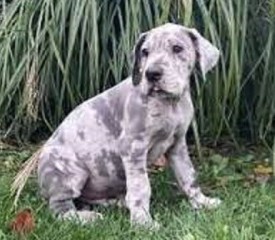 Gran Danes muy lindos en adopcion