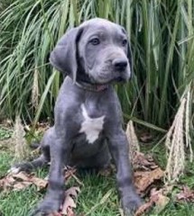 Gran Danes muy lindos en adopcion