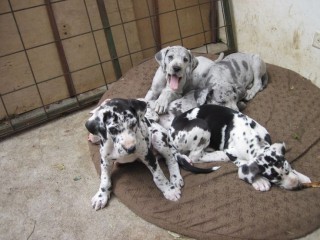 Gran Danes muy lindos en adopcion