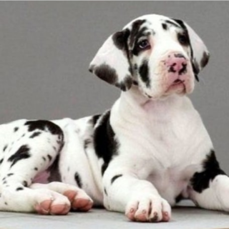 regalo-cachorro-de-gran-danes-en-adopcion-big-0