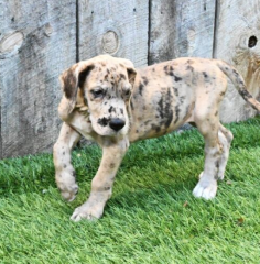 Regalo CACHORRO de Gran Danés en adopcion