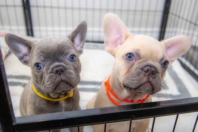 regalo-cachorro-de-bulldog-frances-bien-entrenados-big-0