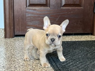 Regalo Cachorro de Bulldog Francés bien entrenados.