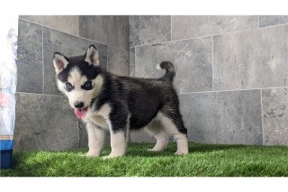 Husky Siberiano para su Adopcion