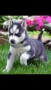 husky-siberiano-para-su-adopcion-small-0