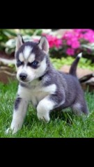 Husky Siberiano para su Adopcion