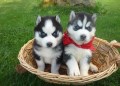 husky-siberiano-para-su-adopcion-small-0