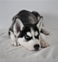 husky-siberiano-para-su-adopcion-small-0