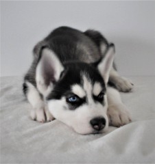 Husky Siberiano para su Adopcion