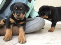 regalo-cachorro-de-rottweiler-para-adopcion-small-0