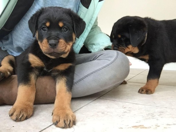 regalo-cachorro-de-rottweiler-para-adopcion-big-0