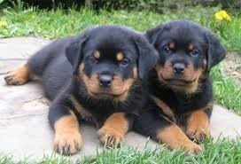 REGALO CACHORRO DE ROTTWEILER PARA ADOPCION