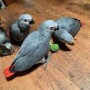 loros-yacos-papilleros-o-gris-africano-small-0