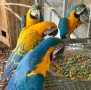 preciosos-loro-guacamayo-azul-y-dorado-small-0