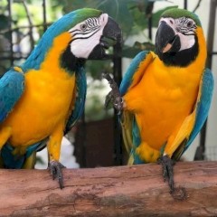 Preciosos loro Guacamayo Azul y Dorado