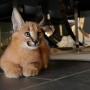 una-excepcional-de-gatitos-caracal-serval-y-savannah-small-0