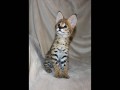 una-excepcional-de-gatitos-caracal-serval-y-savannah-small-3