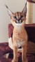 una-excepcional-de-gatitos-caracal-serval-y-savannah-small-1