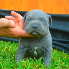 Lindos Perros Americano pitbull