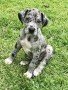 magnificos-gran-danes-disponibles-small-0